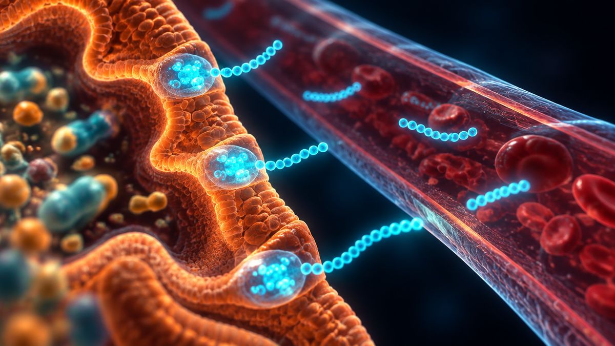 A glowing gut wall releasing short bracelets of thirty beads into a blood vessel as food particles drift past