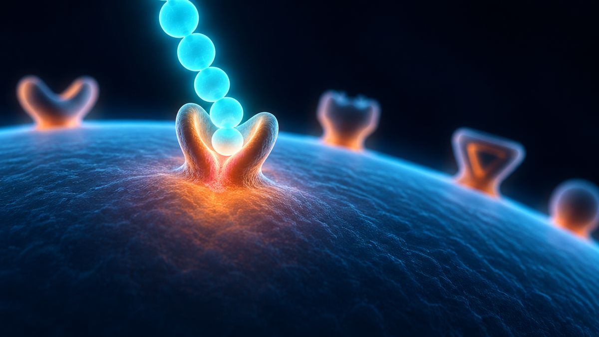 A glowing short bead chain fitting into a matching pocket on the surface of a cell